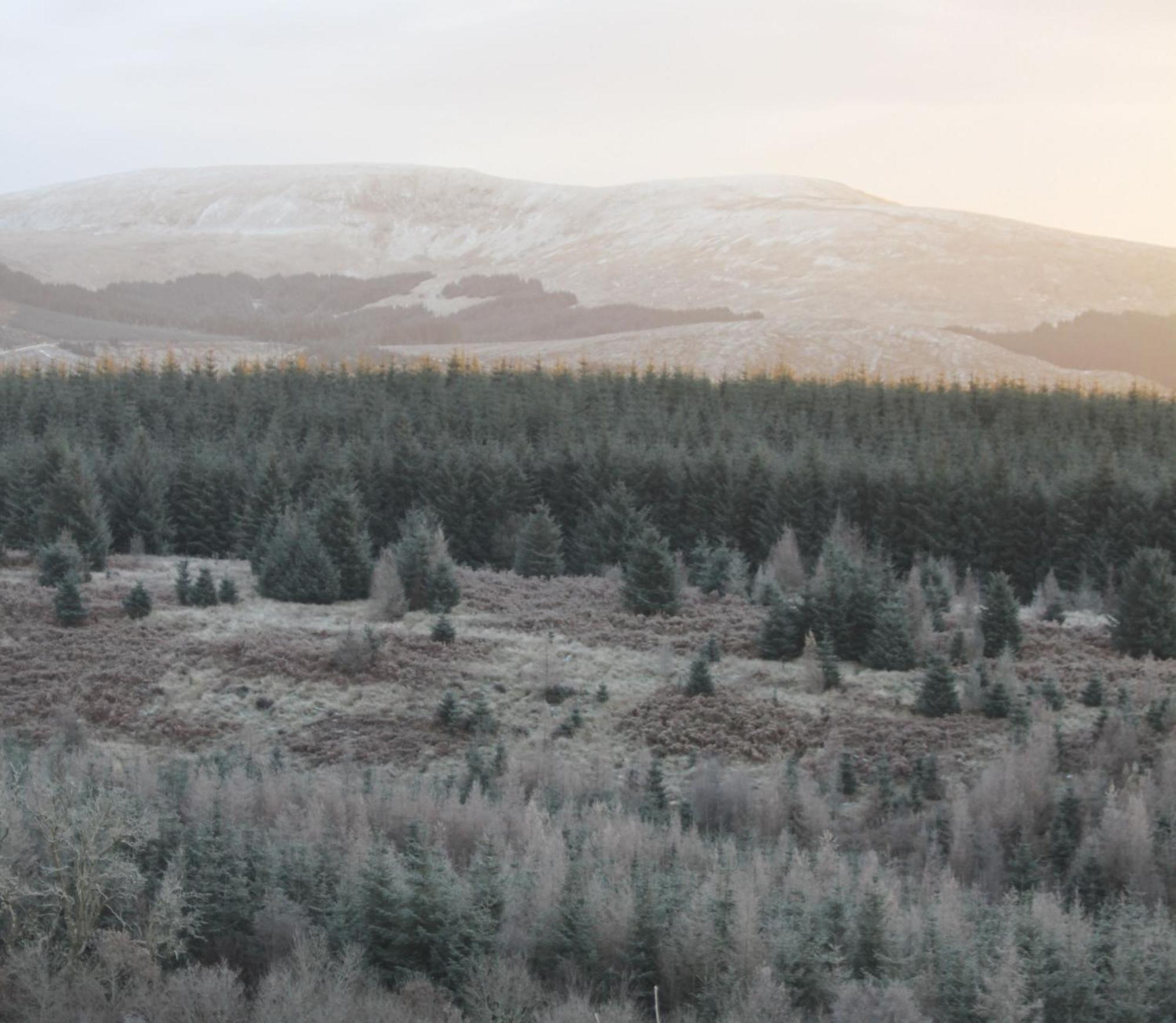 The Coorie